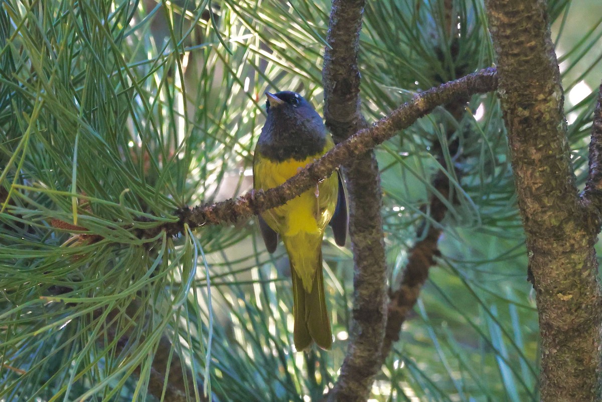 MacGillivray's Warbler - ML624105674