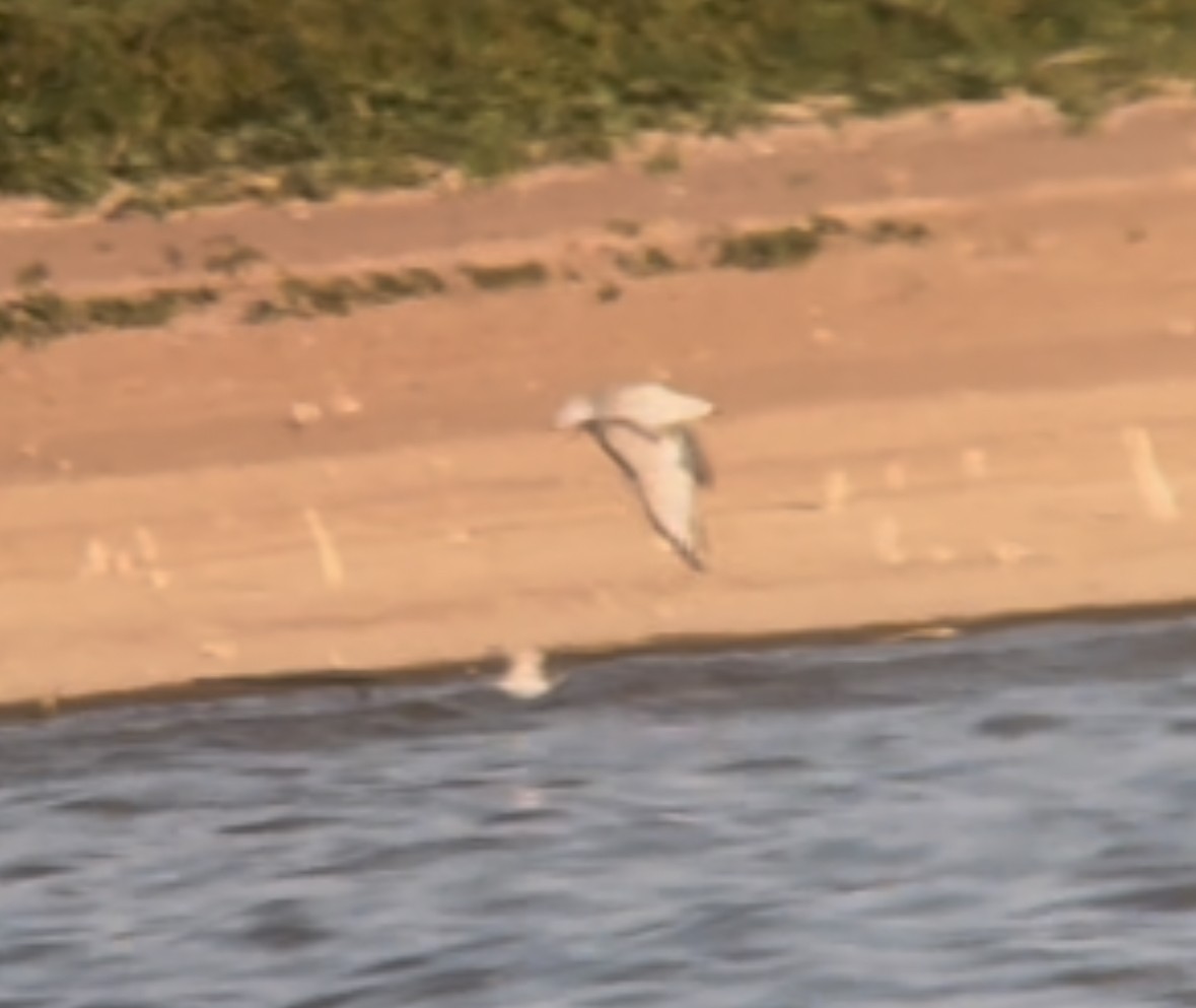 Bonaparte's Gull - ML624105677