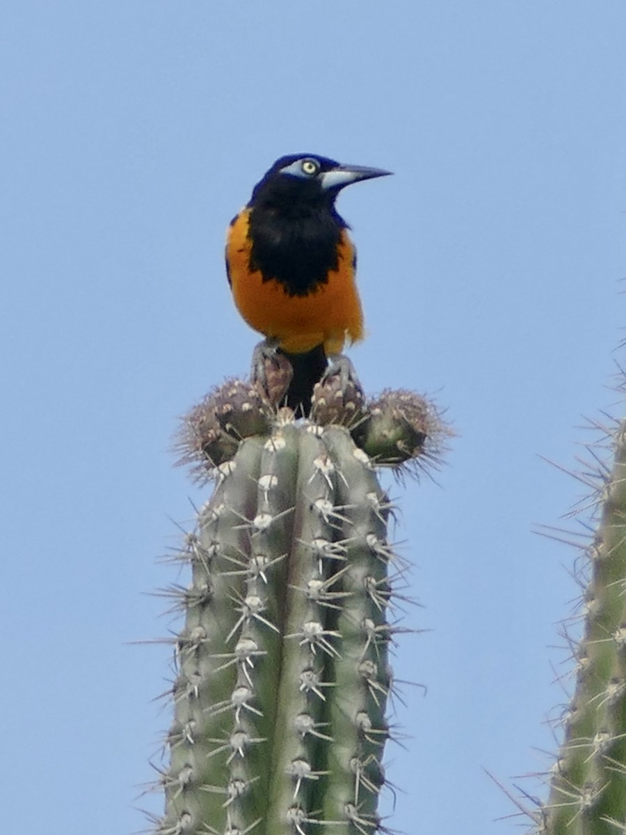 Venezuelan Troupial - ML624105678