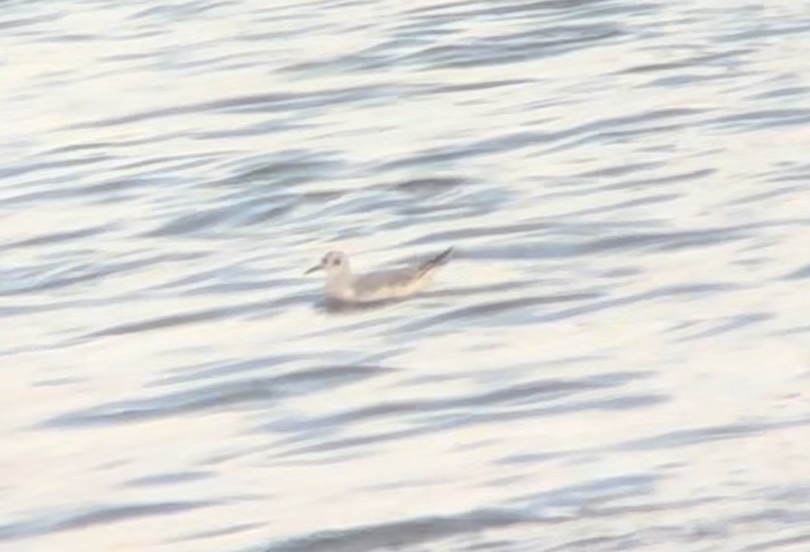Bonaparte's Gull - ML624105679