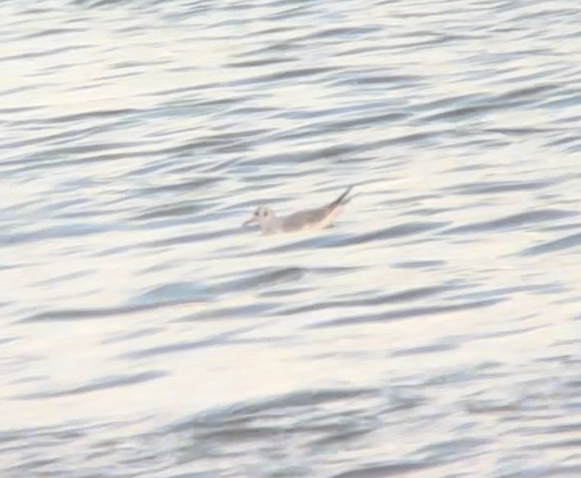 Bonaparte's Gull - ML624105680