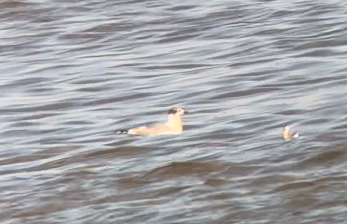 Franklin's Gull - ML624105687