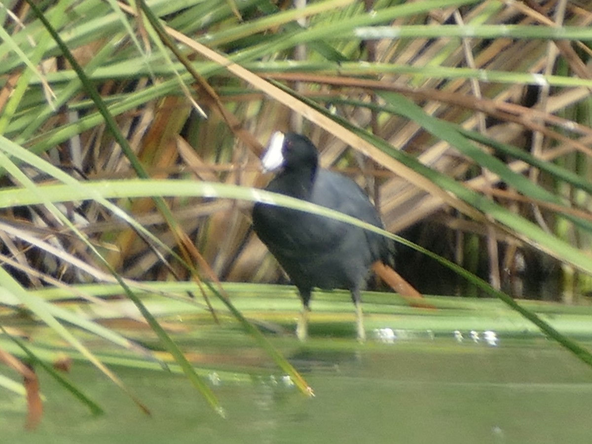 American Coot - ML624105694