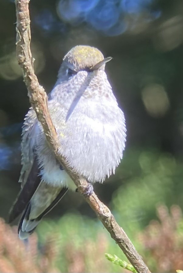 Anna's Hummingbird - ML624105700