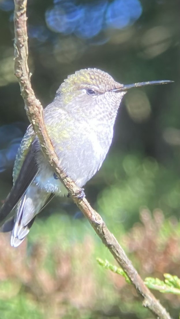 Anna's Hummingbird - ML624105701