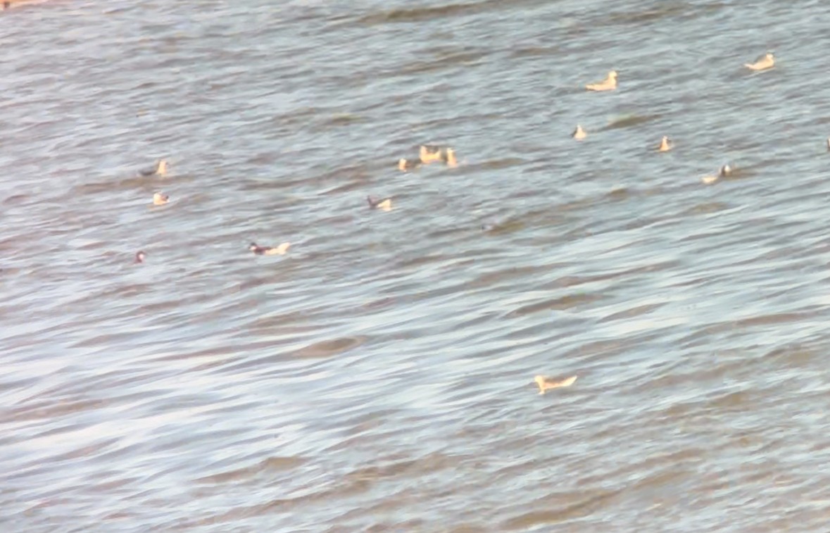 Red-necked Phalarope - ML624105706