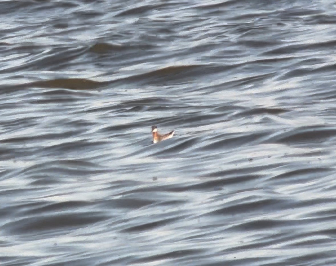 Red-necked Phalarope - ML624105707