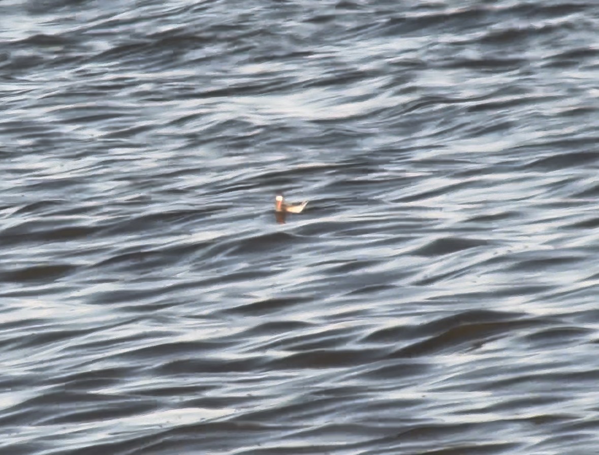 Red-necked Phalarope - ML624105708