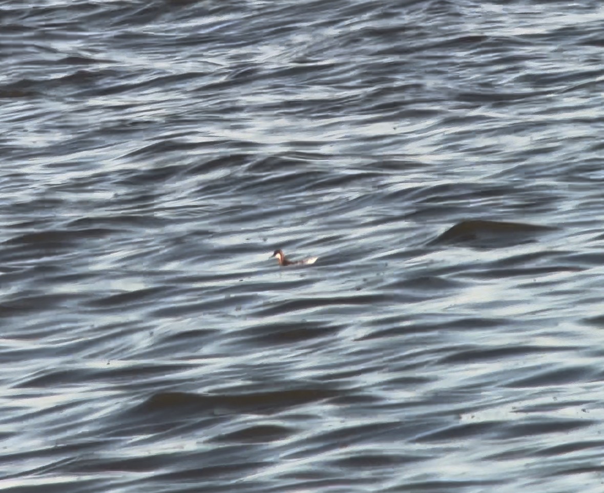 Red-necked Phalarope - ML624105709