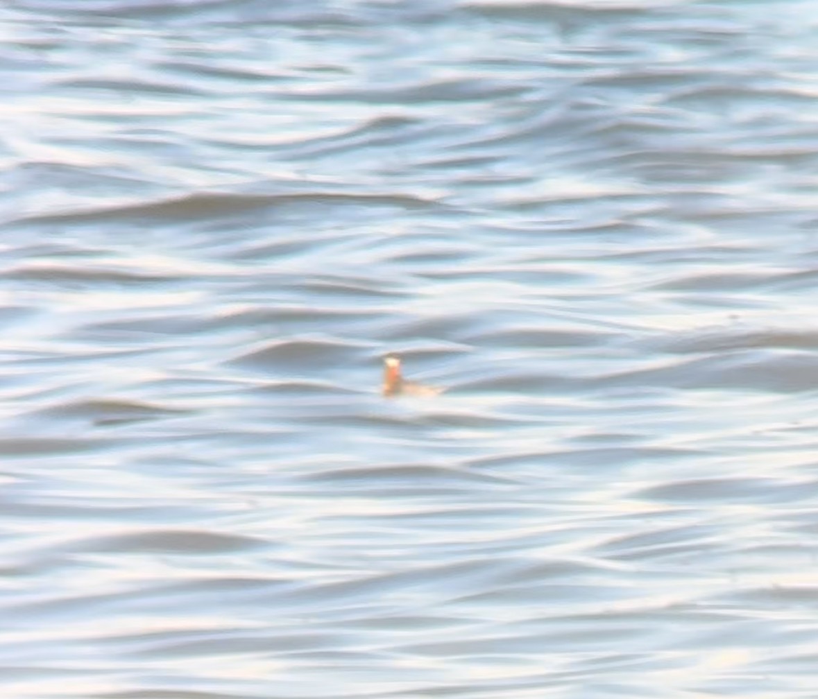 Red-necked Phalarope - ML624105710