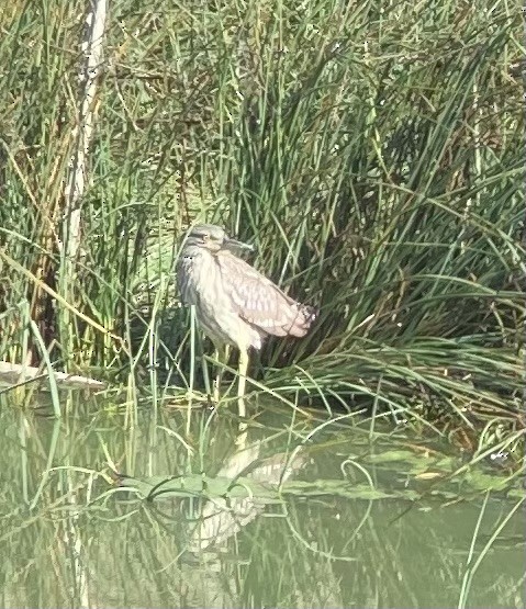 Black-crowned Night Heron - ML624105711