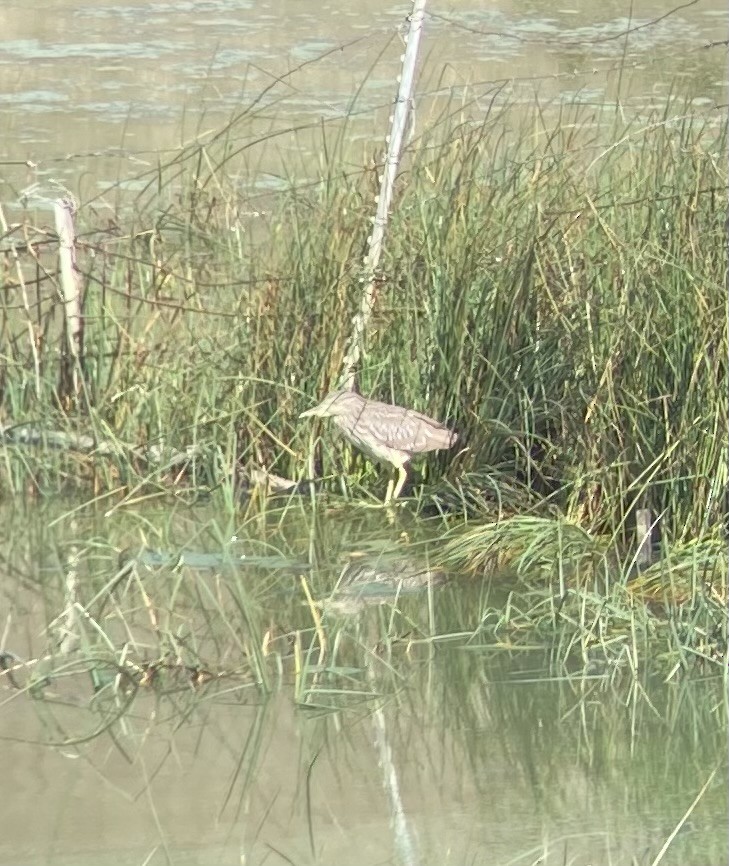 Black-crowned Night Heron - ML624105712