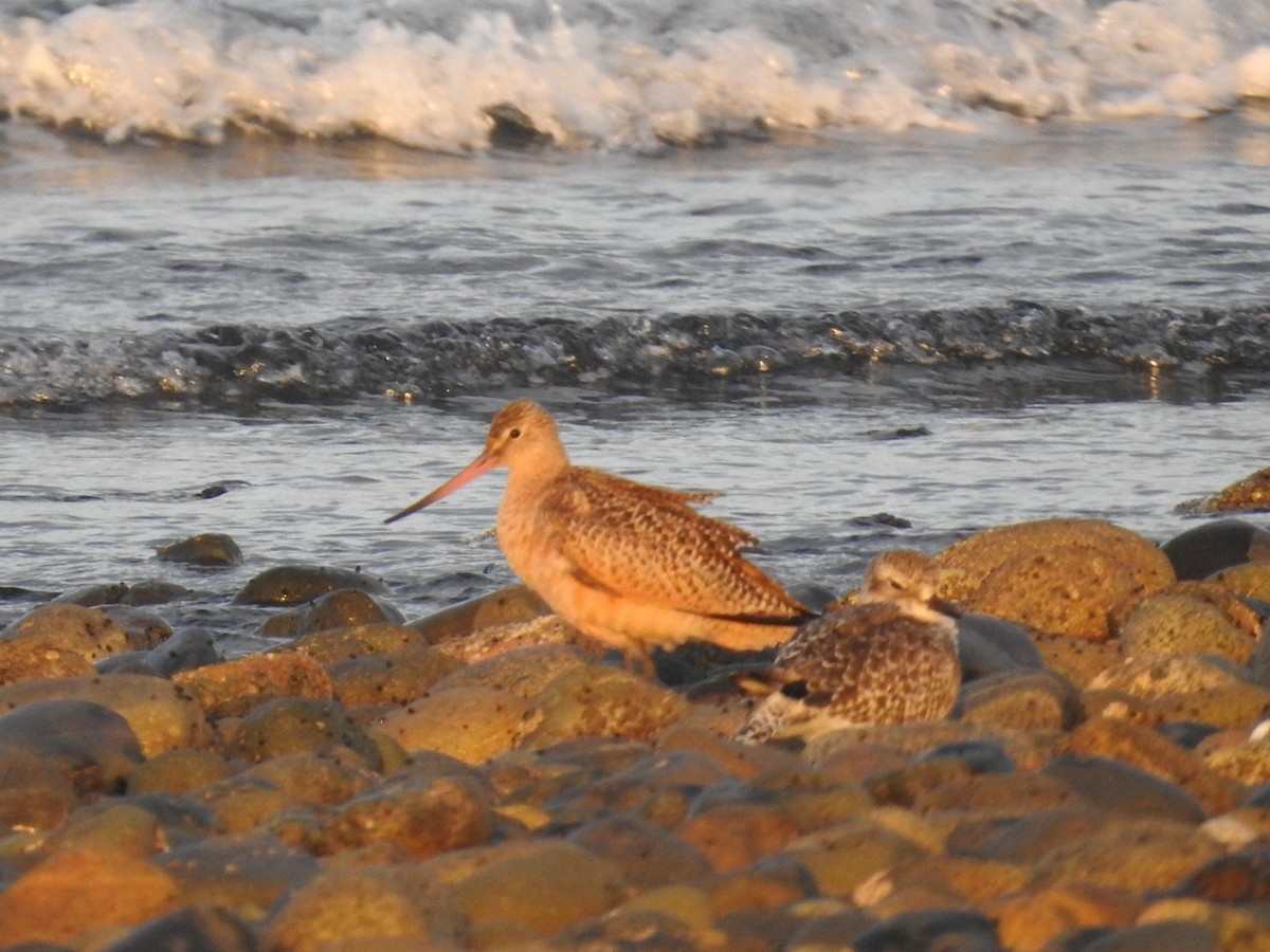 Marbled Godwit - ML624105725