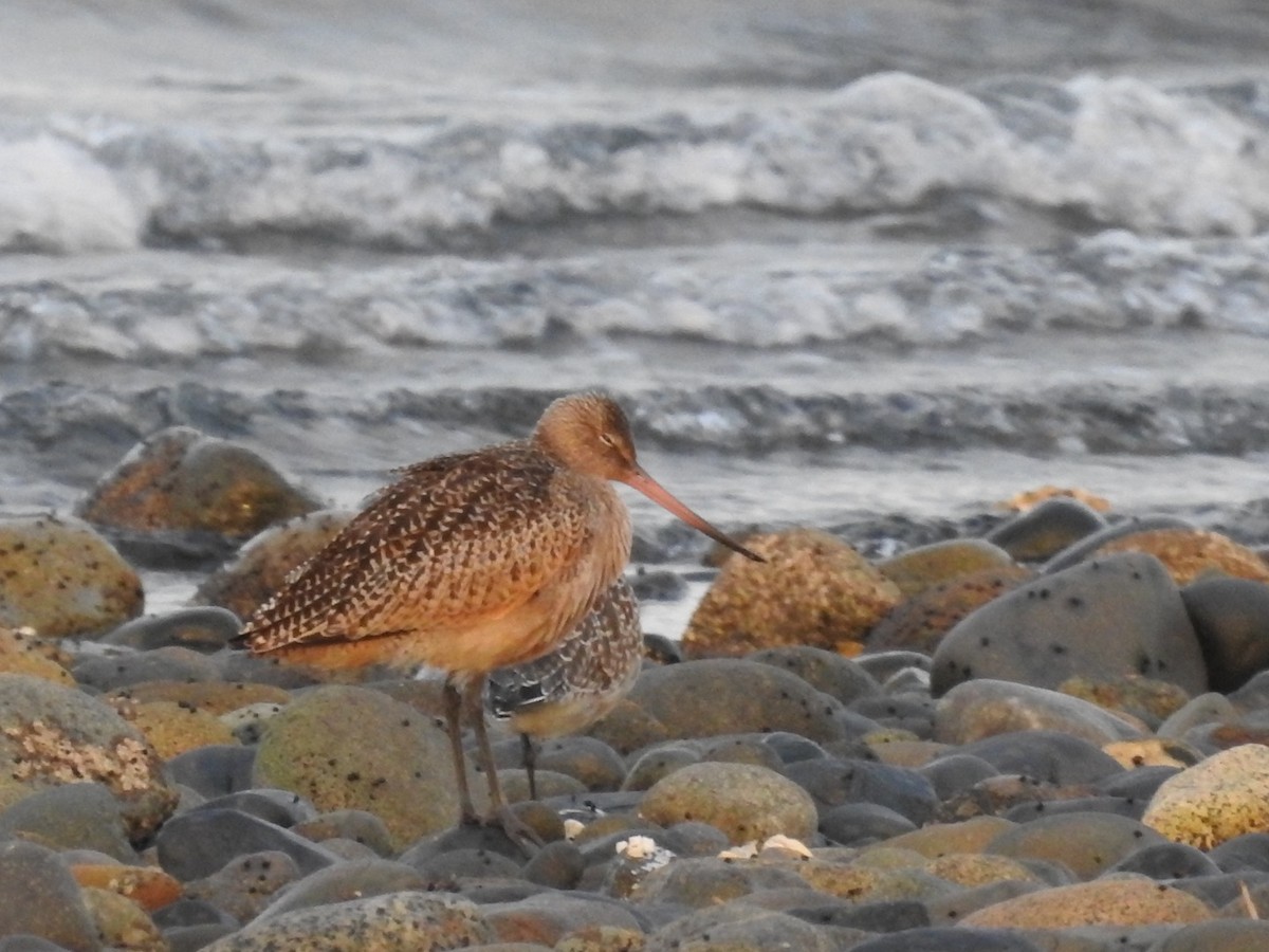 Marbled Godwit - ML624105726