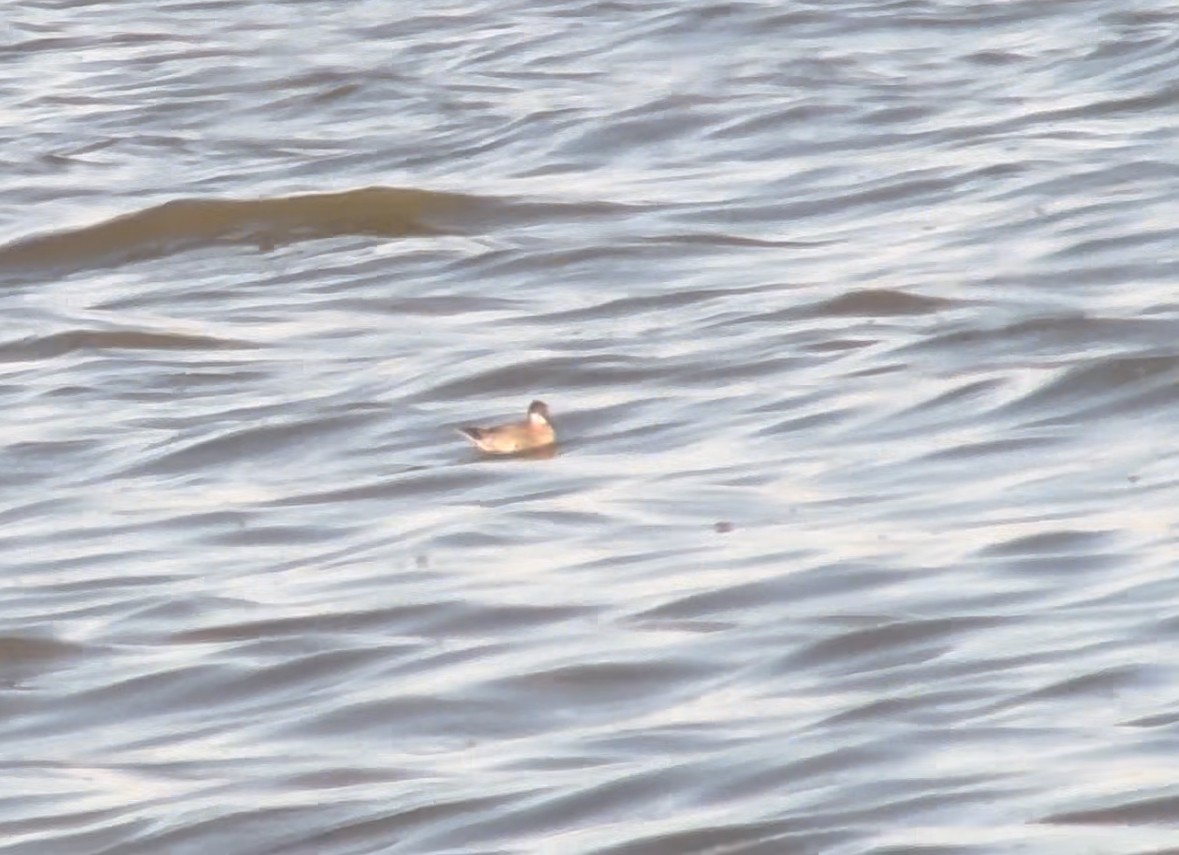 Red-necked Phalarope - ML624105733