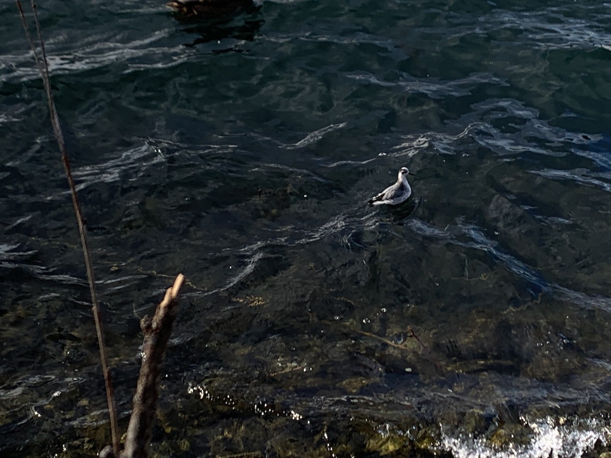 Red Phalarope - ML624105737