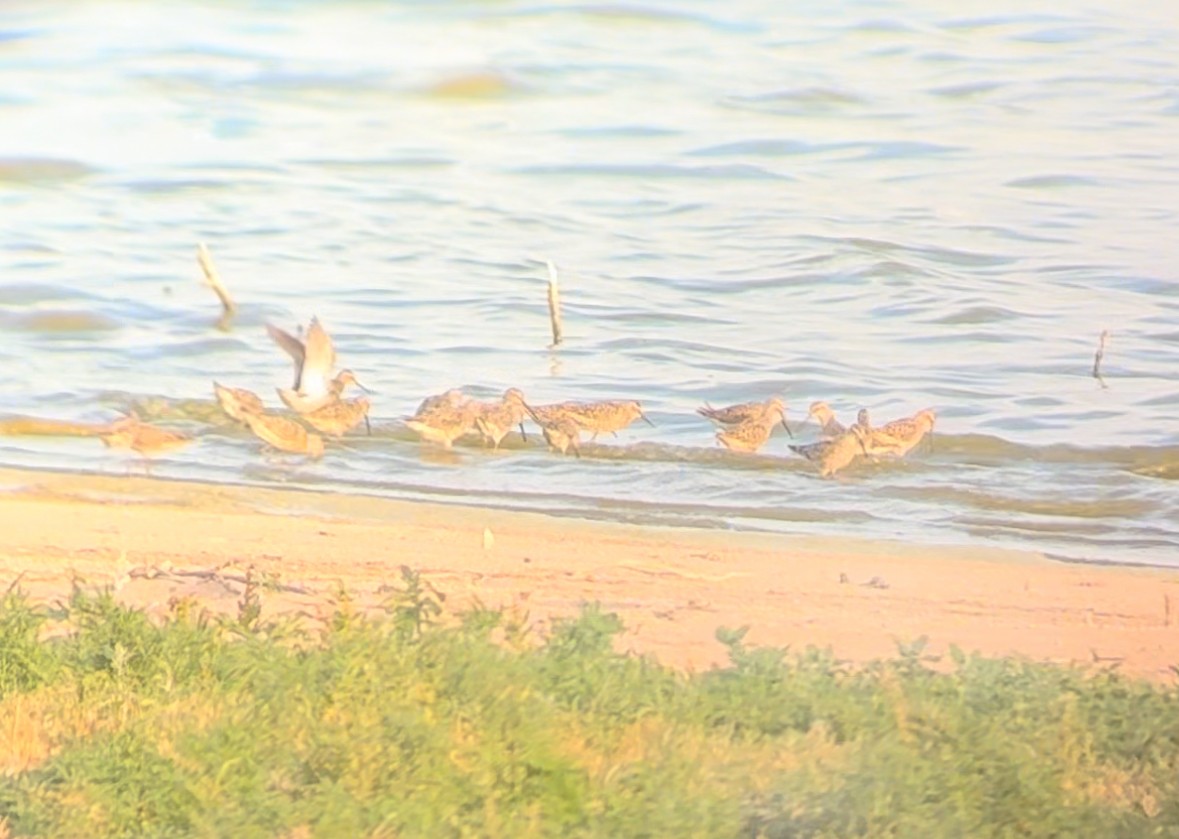 Stilt Sandpiper - ML624105742
