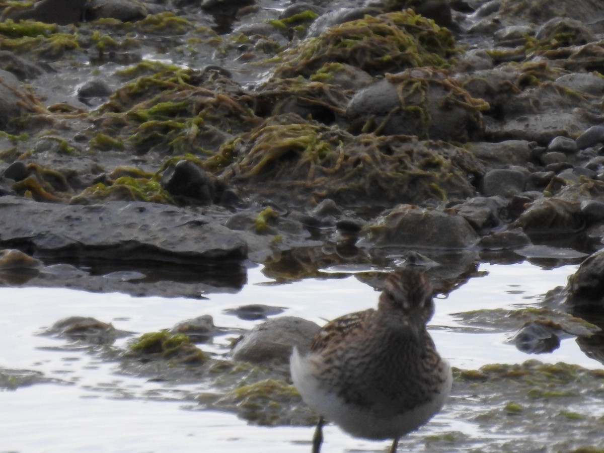 Pectoral Sandpiper - ML624105745