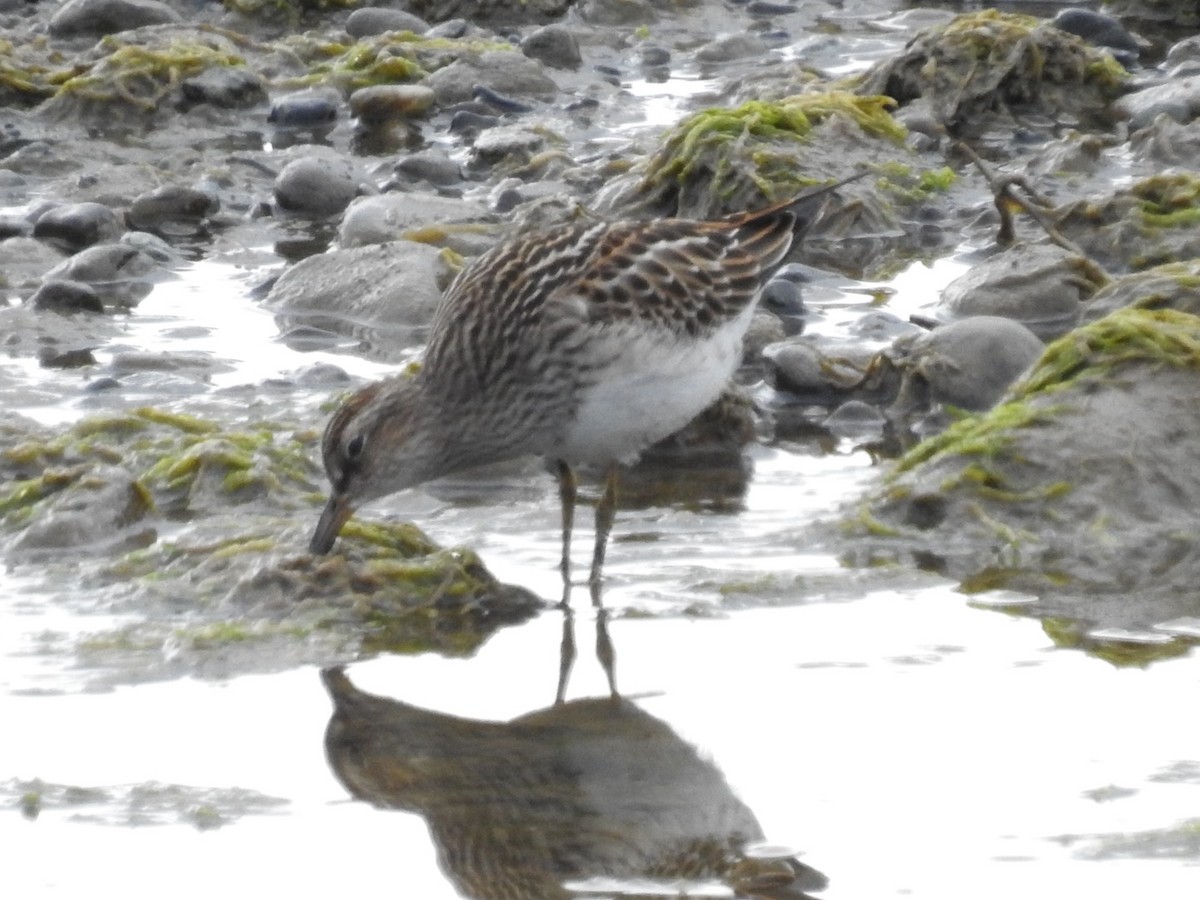 Pectoral Sandpiper - ML624105746