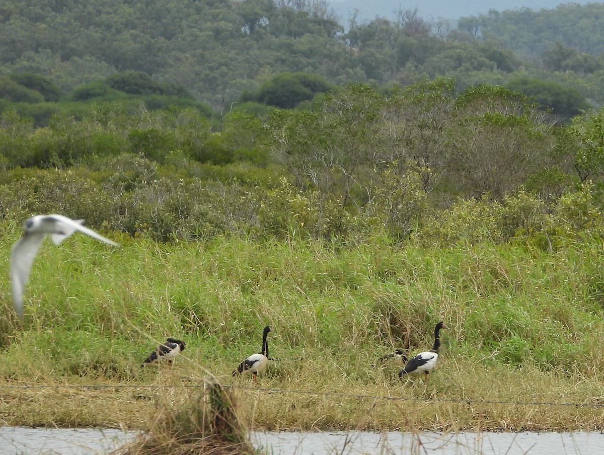 Whiskered Tern - ML624105747