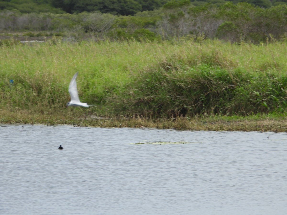 Whiskered Tern - ML624105751