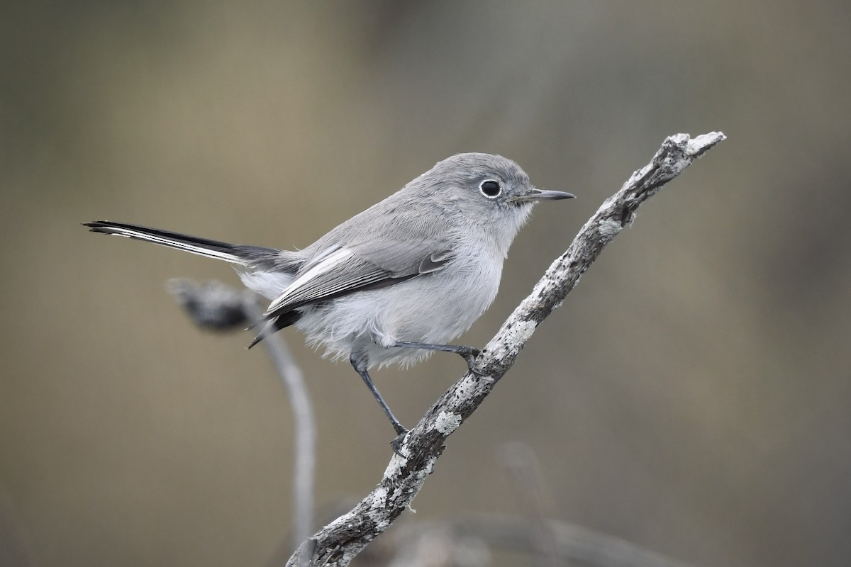 Blue-gray Gnatcatcher - ML624105769