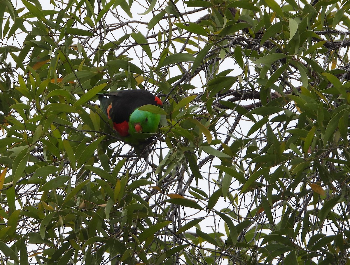 Red-winged Parrot - ML624105770