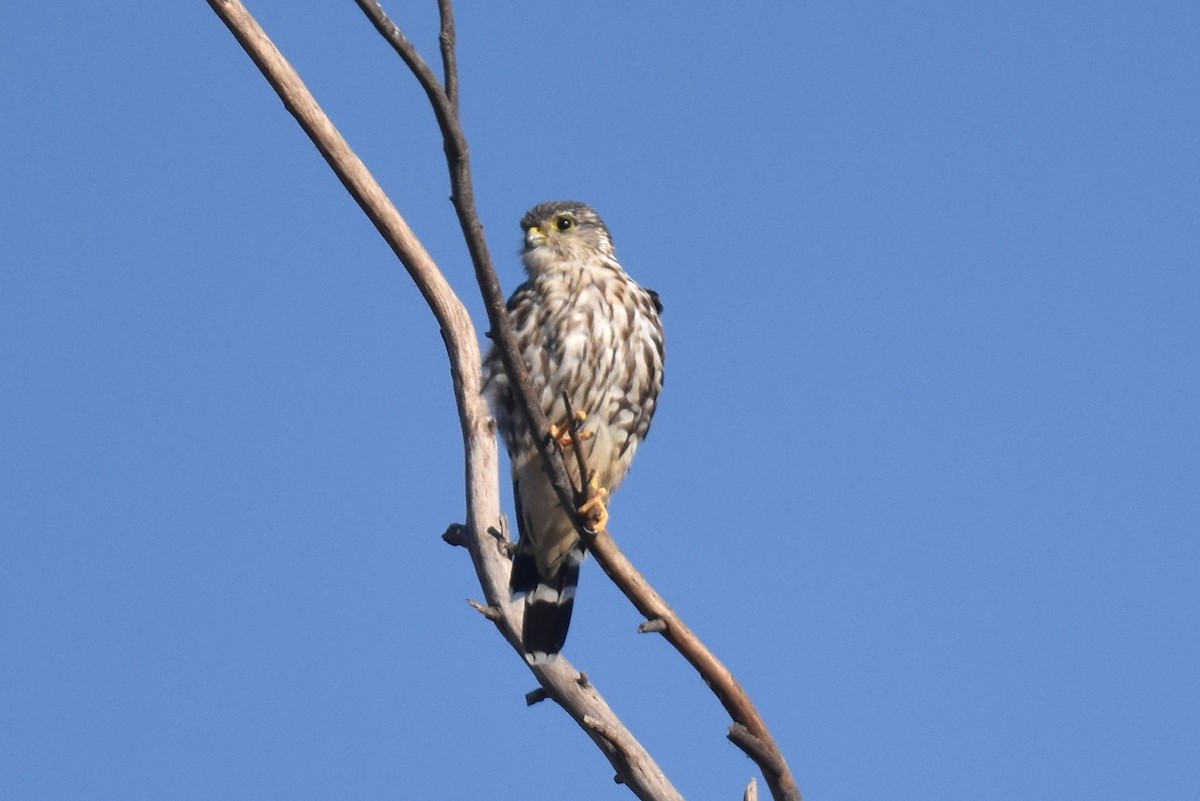 Belatz txikia (columbarius) - ML624105773
