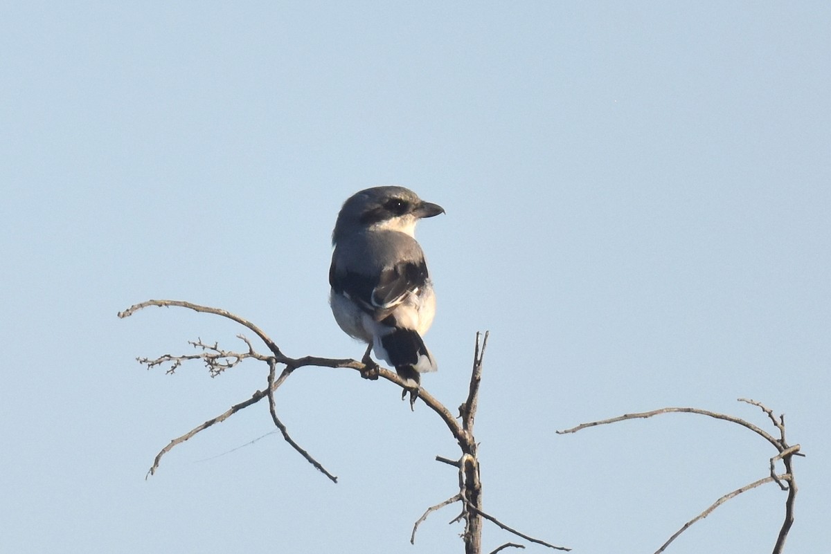 Loggerhead Shrike - ML624105775