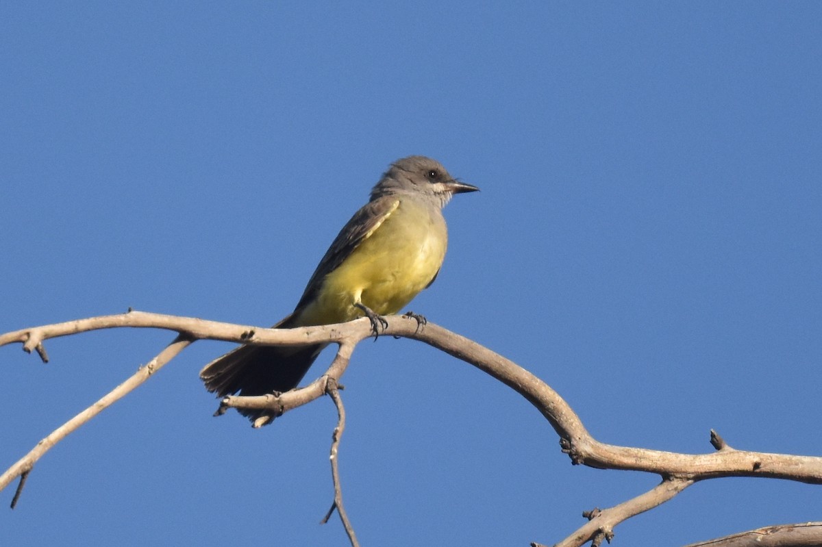 Cassin's Kingbird - ML624105777