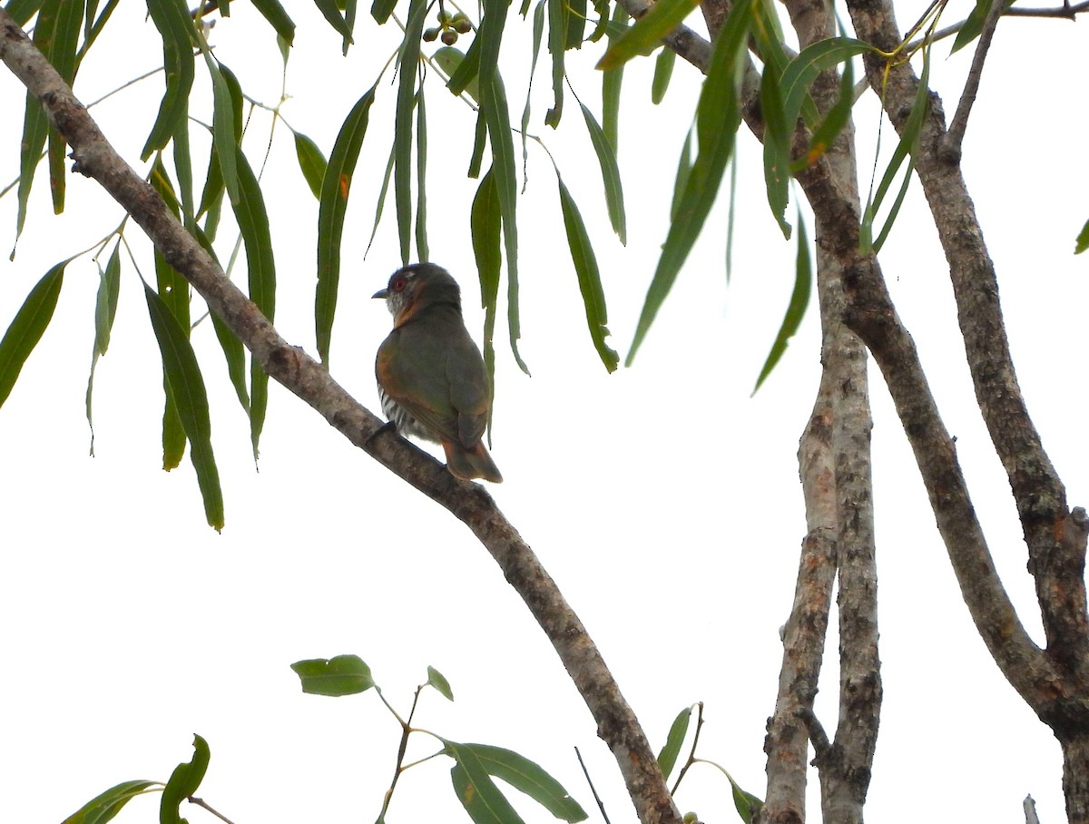 Little Bronze-Cuckoo - ML624105784