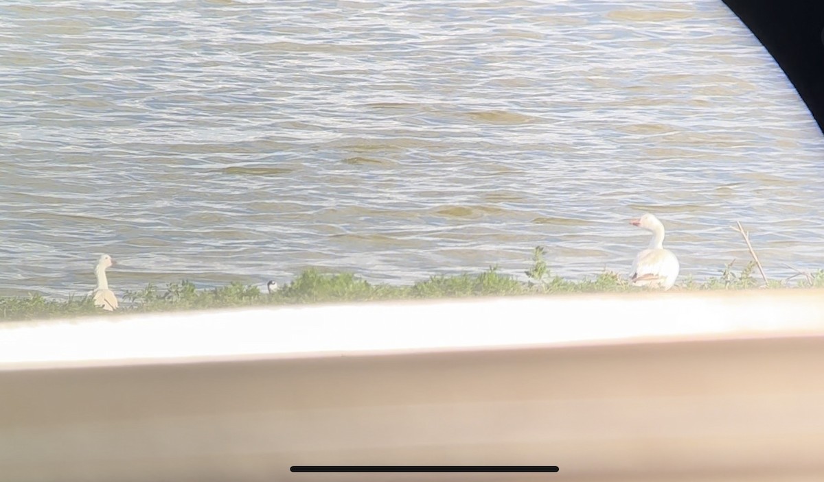 Snow Goose - ML624105817