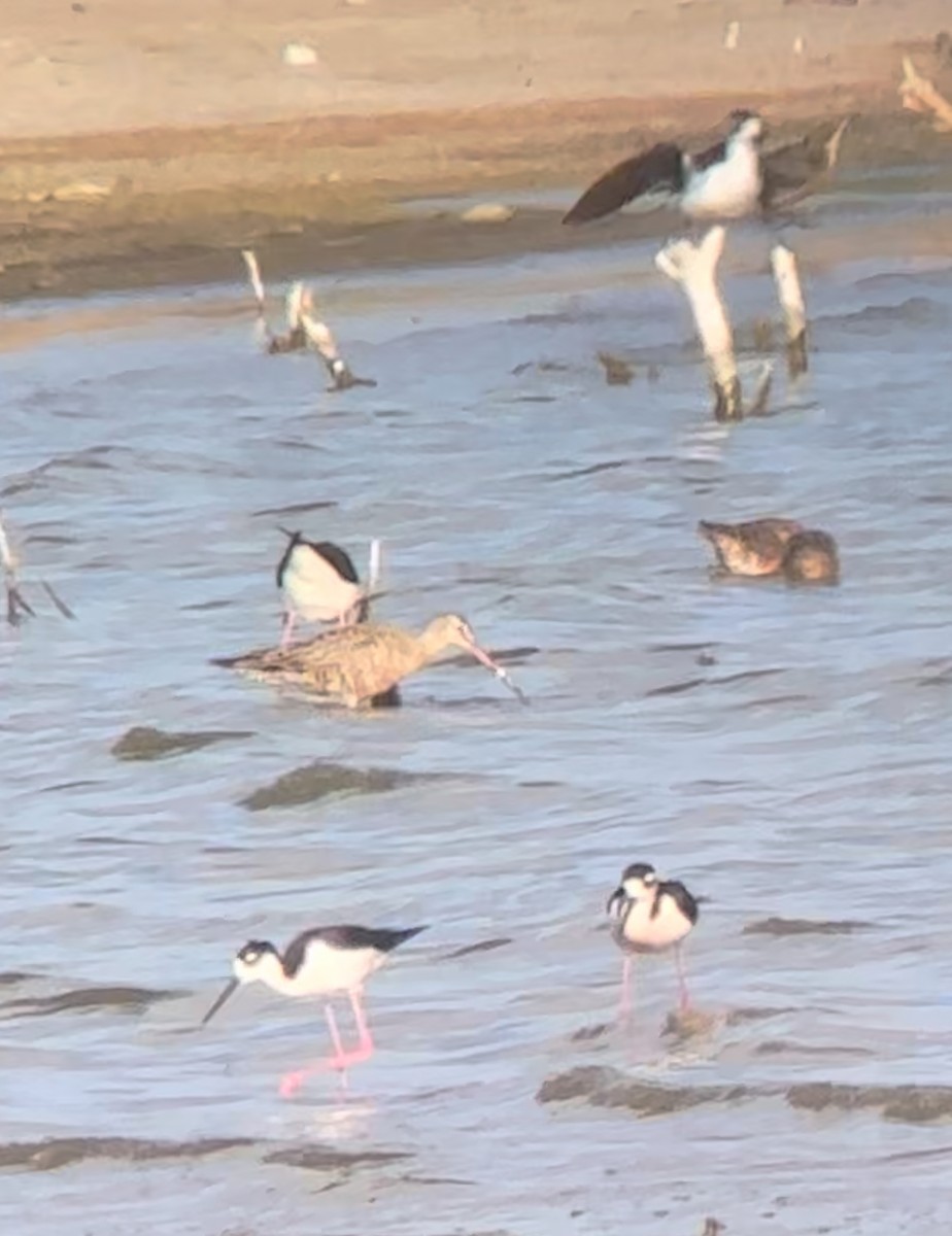 Hudsonian Godwit - ML624105836