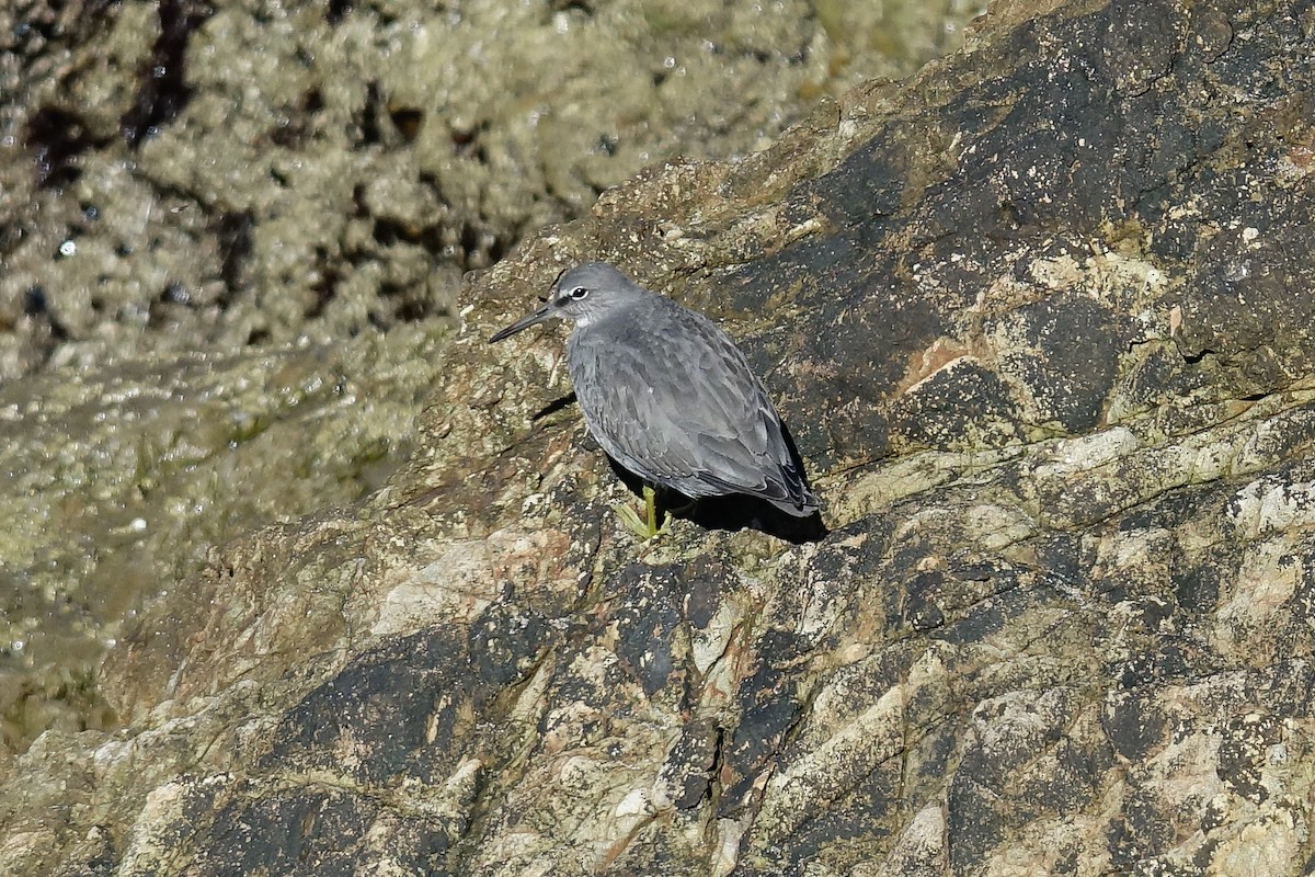 Wandering Tattler - ML624105866