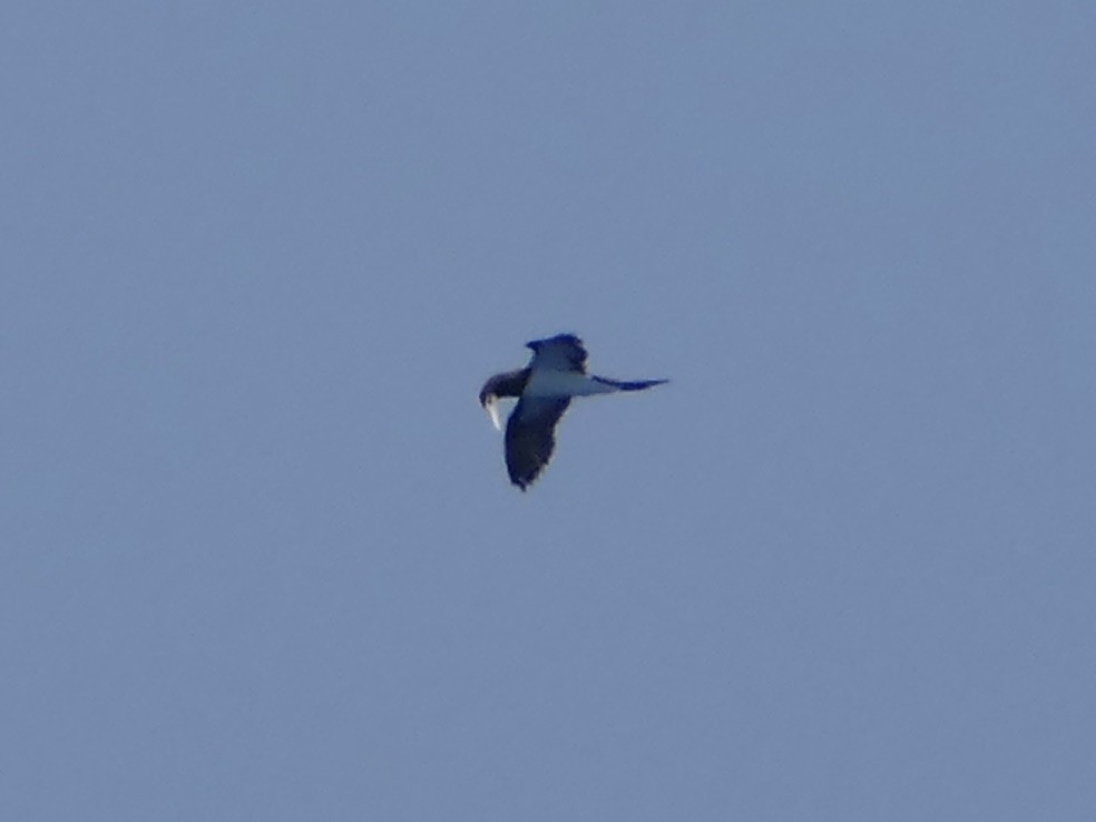 Brown Booby - ML624105910