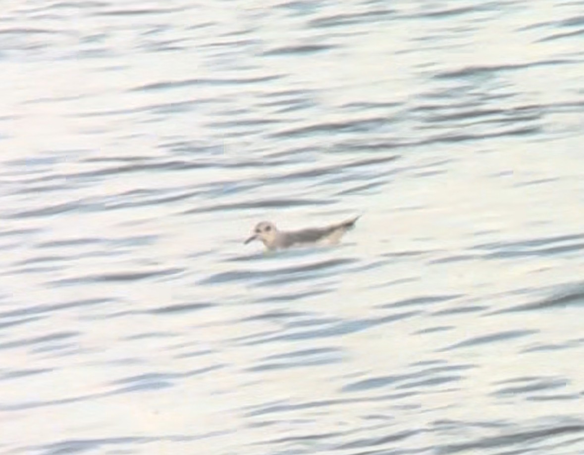 Bonaparte's Gull - ML624105930