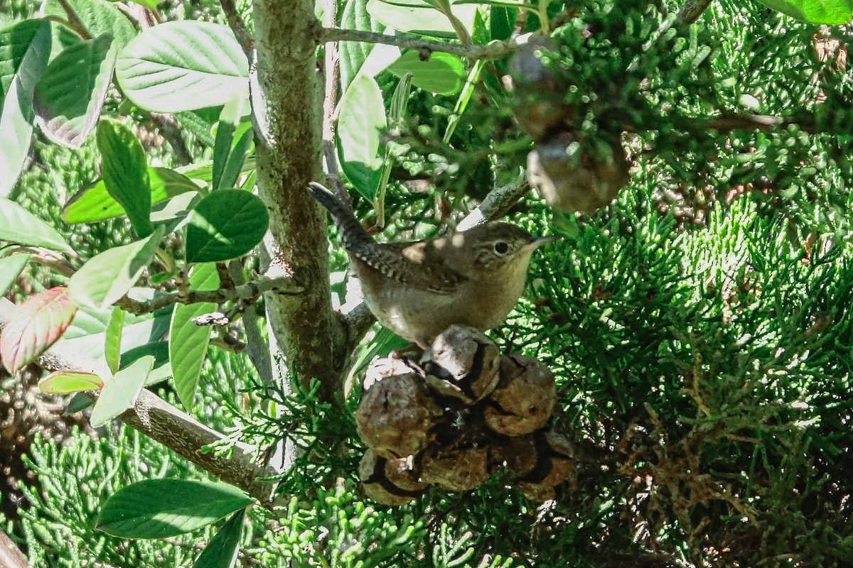 Pacific Wren - ML624105946