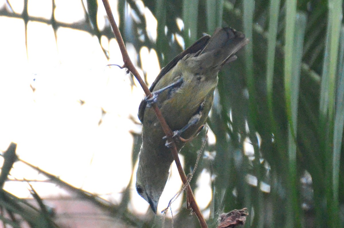 Palm Tanager - Oscar Umaña