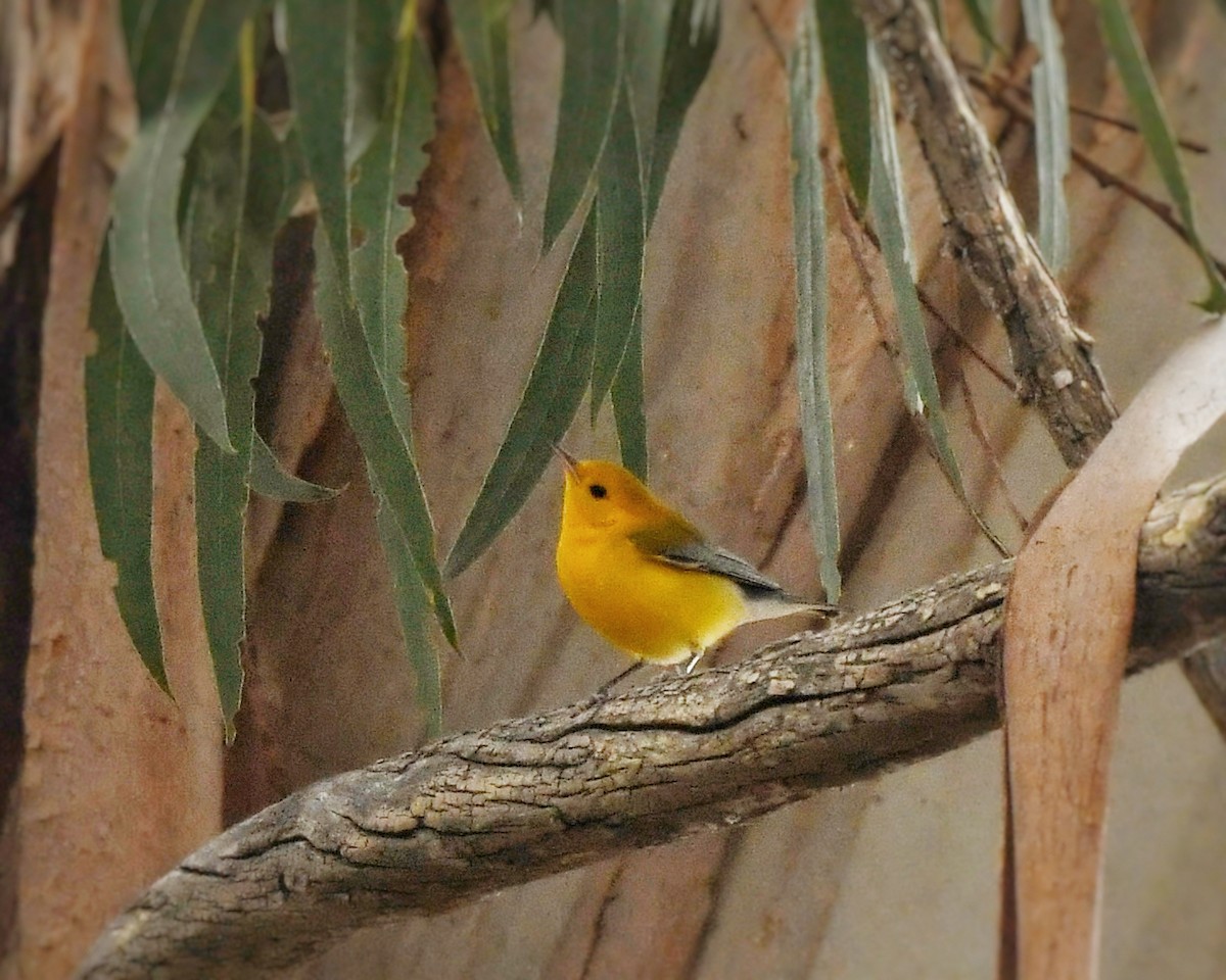 Prothonotary Warbler - ML624106007