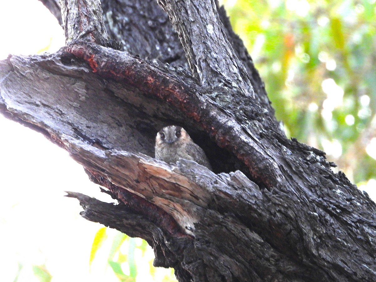 Australian Owlet-nightjar - ML624106010