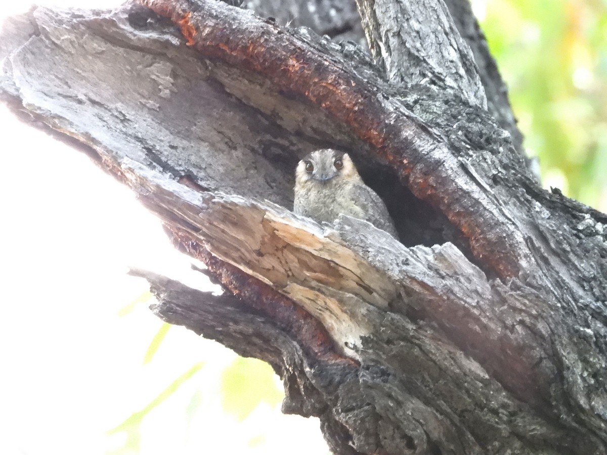 Australian Owlet-nightjar - ML624106011