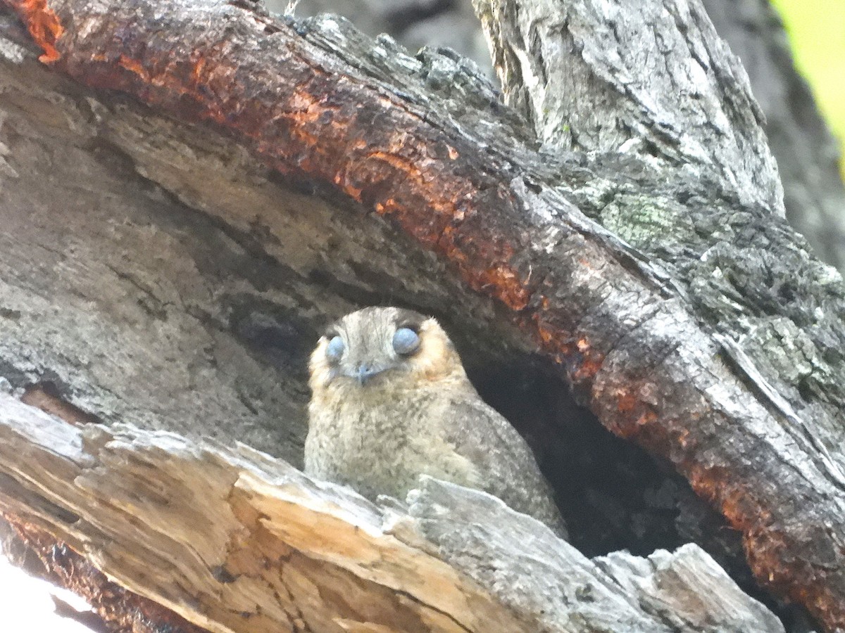 Australian Owlet-nightjar - ML624106012