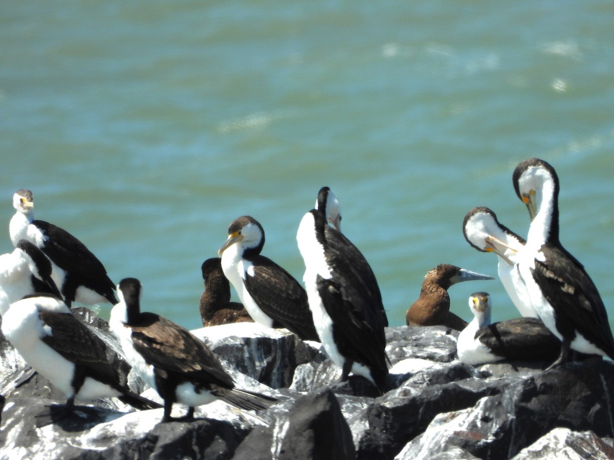 Brown Booby - ML624106037