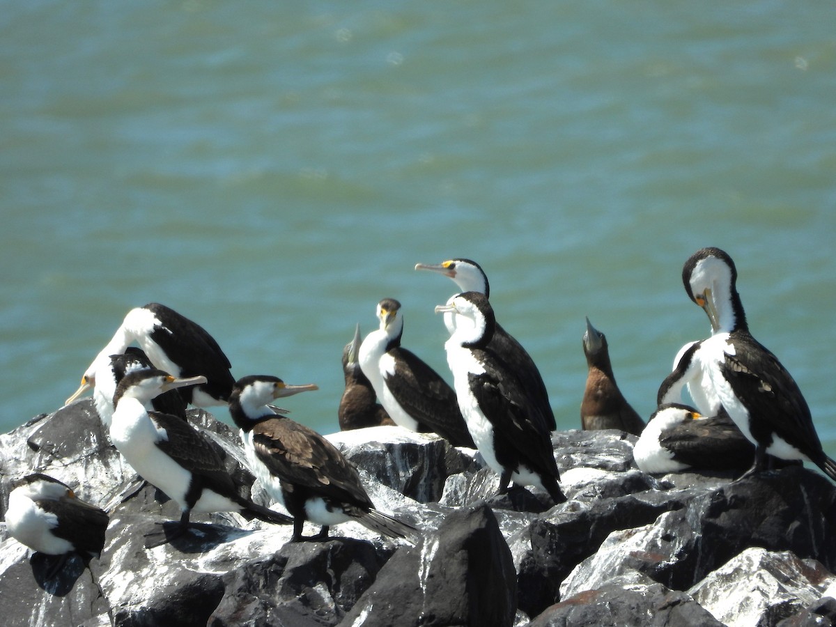 Brown Booby - ML624106038