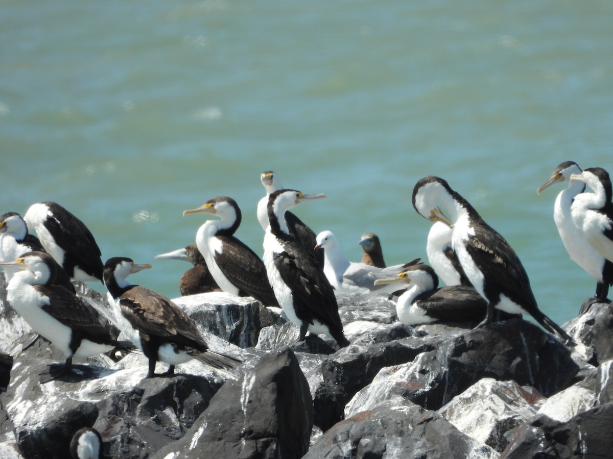 Brown Booby - ML624106039