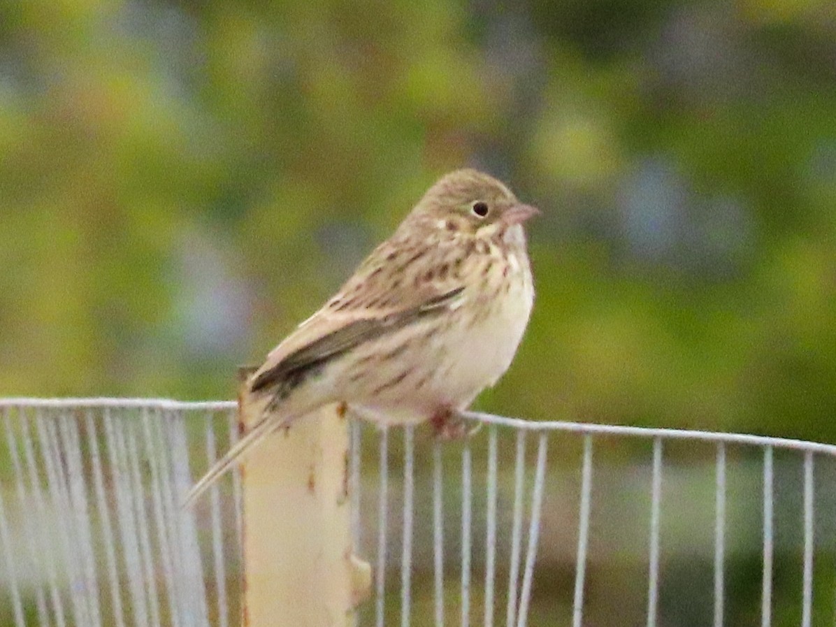 Vesper Sparrow - ML624106047