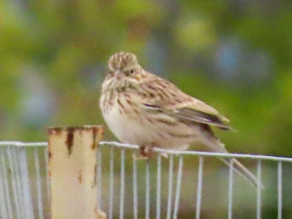 Vesper Sparrow - ML624106049