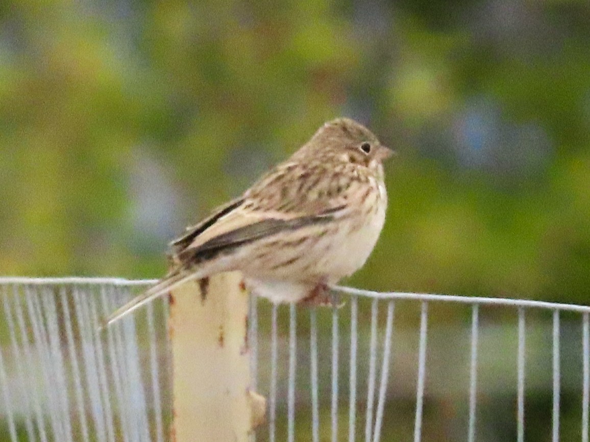 Vesper Sparrow - ML624106051