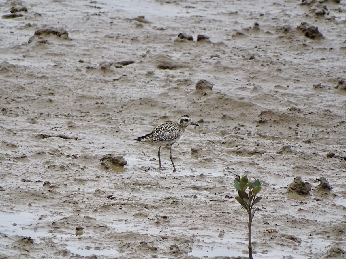 Pacific Golden-Plover - ML624106114