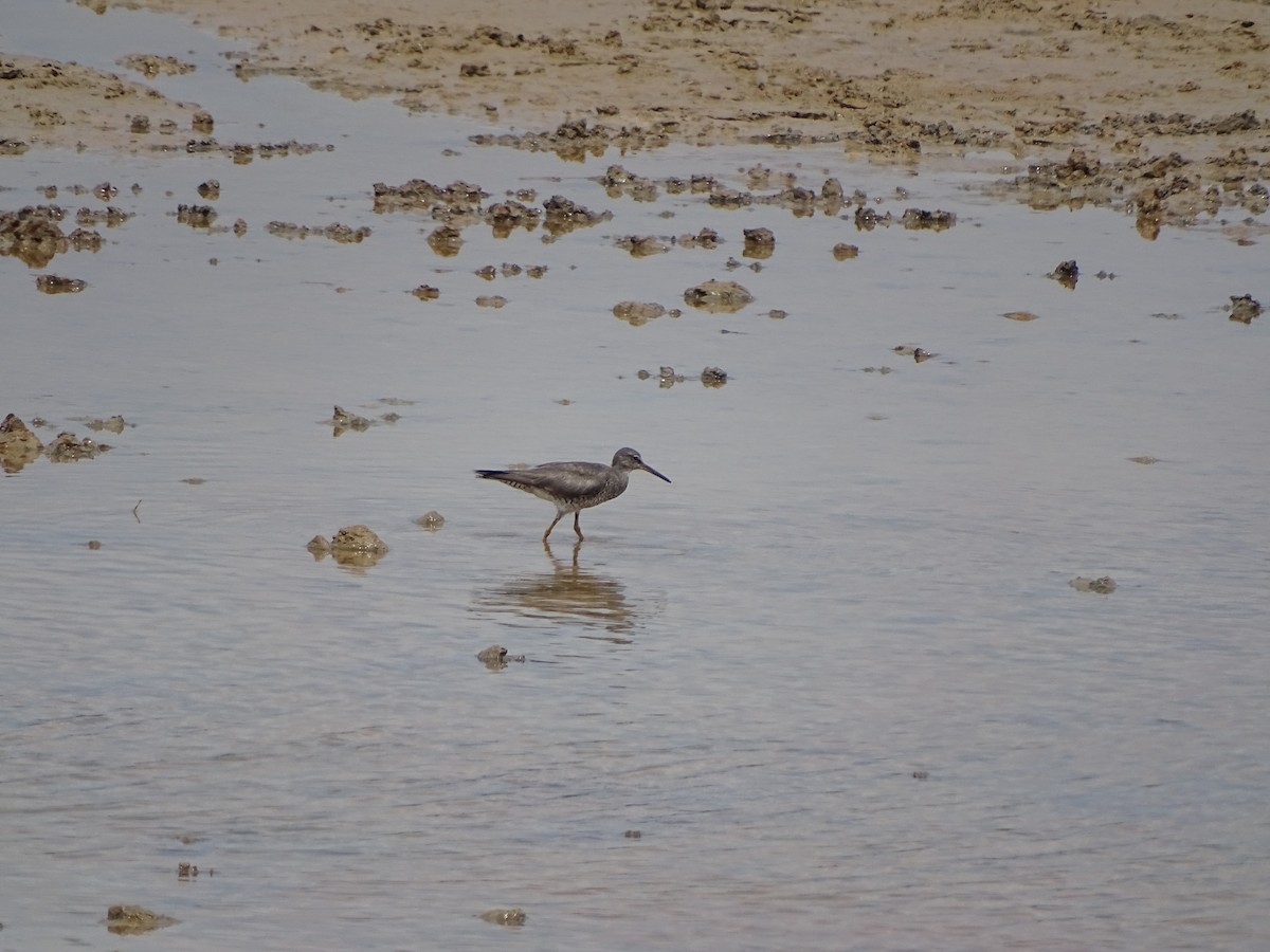 Wandering Tattler - ML624106119